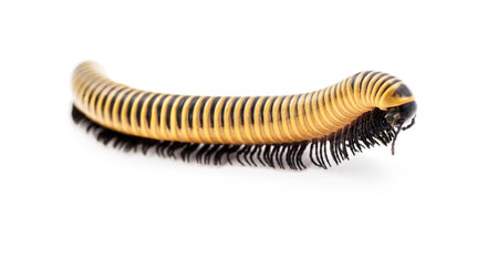 Wild Florida Ivory Millipede - Chicobolus spinigerus - isolated on white background.  North Florida example found in dry Sandhills habitat.   Front side face up viewの写真素材