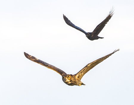 Black American crow - Corvus brachyrhynchos - chasing a great horned owl - Bubo virginianus in the skyの写真素材