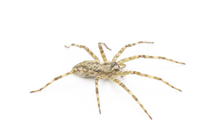 White Banded Fishing - Dolomedes albineus - side top profile view  isolated on white background.  one of eight species of fishing spider in North America north of Mexicoの写真素材