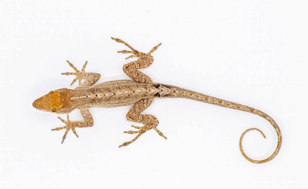 Cuban brown anole, Bahaman or De la Sagras anole - Anolis sagrei - top dorsal view isolated on white...