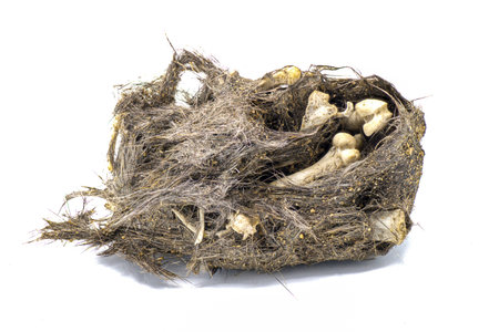 Owl pellet. An Owl's regurgitated remains of undigested prey bones likely of a mouse or small rodent.  Whole unbroken version. Isolated on white background.の写真素材