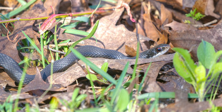 Wild southern black racer - Coluber constrictor priapus - slithering through leaves on the ground...