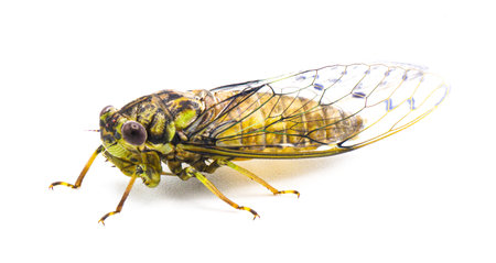 Green, grey and brown hieroglyphic cicada fly - Neocicada hieroglyphica - side profile view isolated...