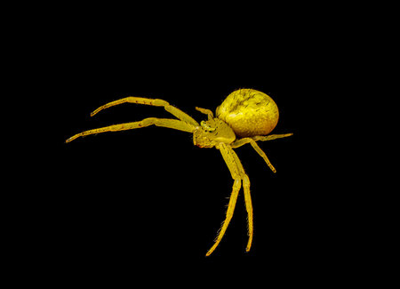 crab spider or flower spider - Mecaphesa sp. - commonly found hunting on bright flowers. Yellow orange color facing camera isolated on black backgroundの写真素材