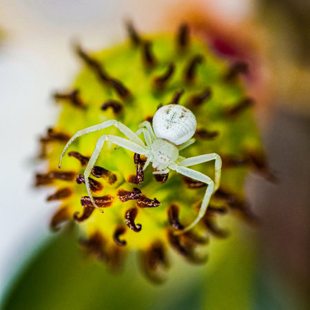 White crab spider or flower spider - Mecaphesa sp. - commonly found hunting on bright flowers. On magnolia flower bloom facing cameraの写真素材