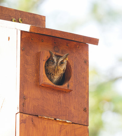Wild eastern screech owl - Megascops asio - brown phase morph looking peeking out of homemade nesting box house towards cameraの写真素材