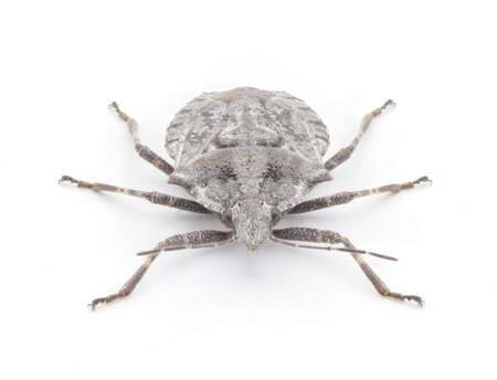 grey rough or four humped stink bug - Brochymena arborea - front face top dorsal view isolated on white background.  serious pest for farmers and crops.  extreme high detail great view of open poresの写真素材