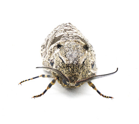 carpenterworm moth or locust borer, is a moth of the family Cossidae isolated on white top front...