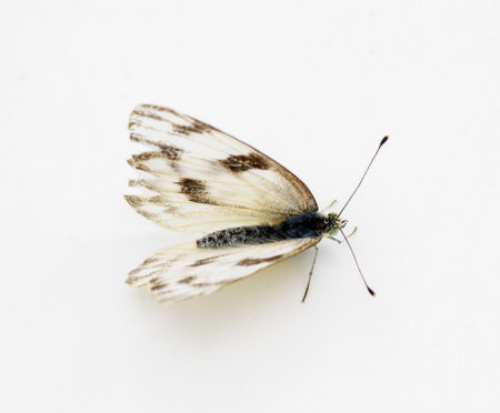 Female Checkered white butterfly - Pontia protodice - species of Pieridae Sulphur isolated on white background top dorsal viewの写真素材