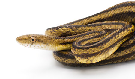 Eastern rat snake formerly known as yellow rat snake - Pantherophis alleghaniensis - close up of...