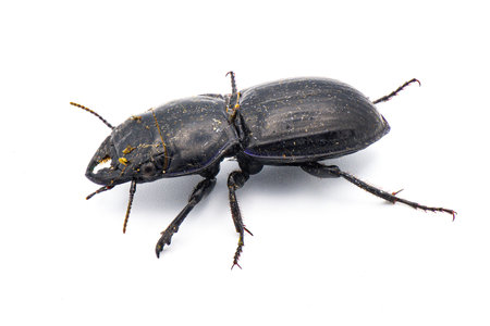 Moderately smooth warrior beetle - Pasimachus sublaevis - isolated on white background.  Pic taken after found coming out of dirt and leaf litter so itâs filthy and dirty. Side profile viewの写真素材