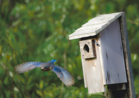 Female Eastern bluebird - Sialia sialis - flying away from nesting box with wings fully open and extendedの写真素材