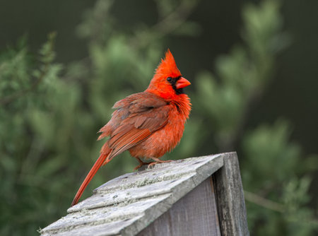 Fluffy Male Northern Cardinal - Cardinalis cardinalis - Perched on roof of bird nesting box, bright...
