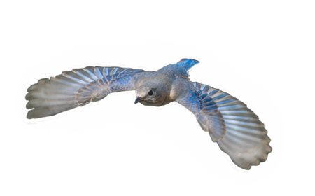 Female eastern bluebird - sialia sialis - in flight flying while wings expanded with blue and brown, grey and orange colors.  Cutout stock photo on isolated white back ground top view from aboveの写真素材