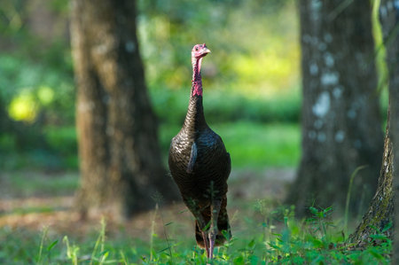 Wild male Tom Osceola turkey - Meleagris gallopavo osceola - standing tall while facing towards camera looking to side.  Blurred large live oak trees and green grasses backgroundの写真素材