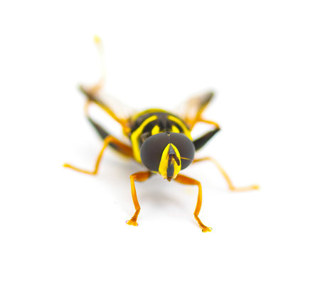 flower, hover, Syrphid or drone fly - Carolinian Elegant - Meromacrus acutus - bright yellow and black colors with stripes that mimic a bee or wasp isolated on white background, front top viewの写真素材