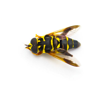 flower, hover, Syrphid or drone fly - Carolinian Elegant - Meromacrus acutus - bright yellow and black colors with stripes that mimic a bee or wasp isolated on white background, top dorsal viewの写真素材