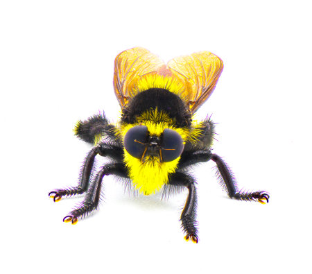 Beautiful southern bee killer robber fly - Mallophora orcina - large fuzzy and furry yellow and...