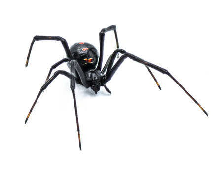 Latrodectus mactans - southern black widow or the shoe button spider, a venomous species of spider in the genus Latrodectus.  Young female isolated on white background front side viewの写真素材