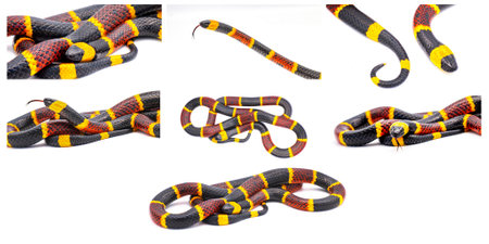 Many views of Venomous Eastern coral snake - Micrurus fulvius - close up macro of head, eye, tongue and pattern with great scale detail isolated on white backgroundの写真素材