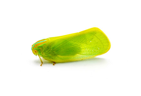 Ormenaria rufifascia - the palm flatid planthopper, a species of flatid in the family Flatidae common on palm trees.  Found on saw palmetto. Isolated on white background side profile viewの写真素材