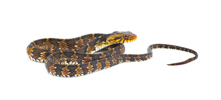 harmless non venomous Florida watersnake or banded water snake - Nerodia fasciata - isolated on...