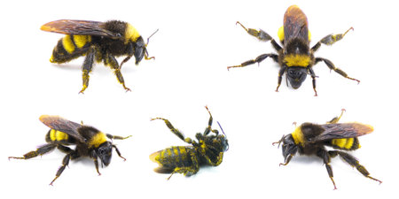 Wild American bumblebee - Bombus pensylvanicus - lightly dusted with yellow pollen Isolated on white...