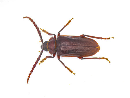 Prionus pocularis - tooth necked longhorn beetle - isolated on white background top dorsal view showing teeth on both sidesの写真素材