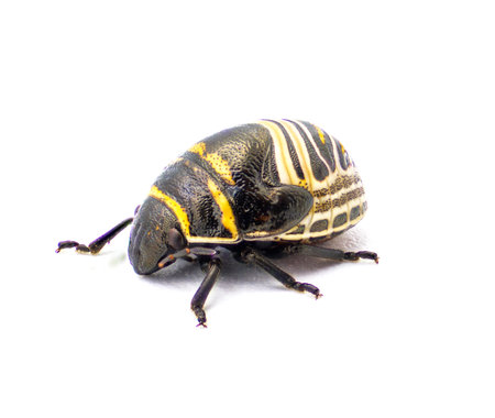 Jewel bug - orange yellow  and black shield back or backed beetle - Orsilochides guttata - young...
