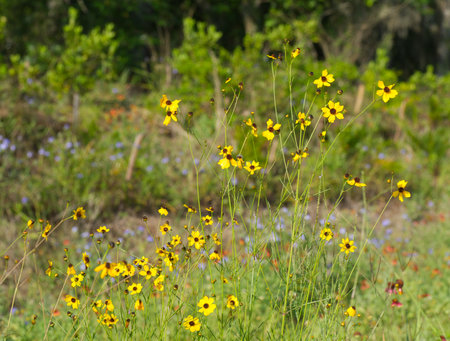 Leavenworth tickseed - Coreopsis leavenworthii - Florida State wild flower, tickseed, bright yellow petals common on roadsidesの写真素材