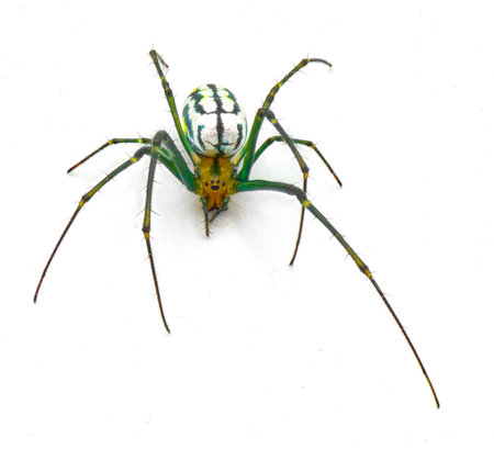 Leucauge argyrobapta or Leucauge mabela - Mabel orchard orb weaver - is a species of long jawed orbweaver in the spider family Tetragnathidae isolated on white background front top viewの写真素材