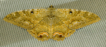Black witch erebid moth - Ascalapha odorata - large bat shaped, dark colored nocturnal moth, normally ranging from the southern United States to Brazil. Folklore associates with death or misfortuneの写真素材