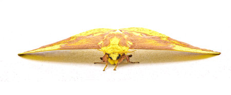 Imperial moth - Eacles imperialis - a very large yellow red orange brown purple colored giant silk moth with high variation in colors.  Isolated on white background front face viewの写真素材