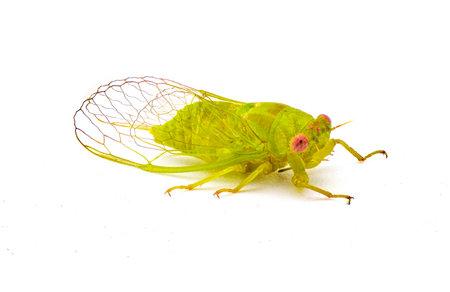 Little green southern grass cicada - Cicadettana calliope floridensis - a small lime green cicada with red eyes found in restricted parts of Florida.  Isolated on white background side front viewの写真素材