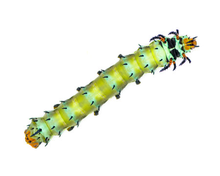 hickory horned devil - Citheronia regalis - larva caterpillar form of regal or royal walnut moth with bright green, orange, red blue and black colors. Isolated on white background top dorsal viewの写真素材