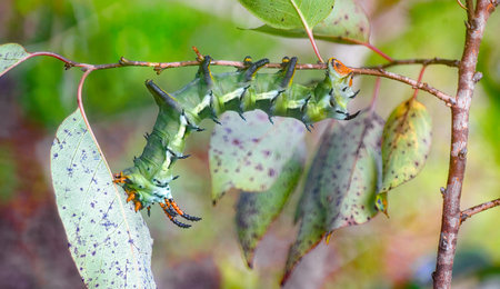 hickory horned devil - Citheronia regalis - larva caterpillar form of regal or royal walnut moth Upside down eating leaves of American persimmon tree - Diospyros virginiana - one of its host plantsの写真素材