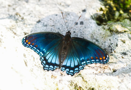 The red spotted purple or white admiral butterfly - Limenitis arthemis astyanax - resting on limerock iridescent dark blue wings with oblong white and orange spots.の写真素材