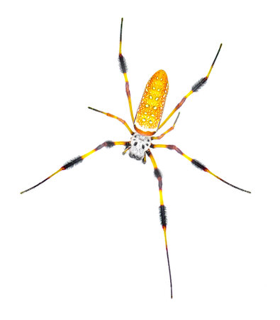 golden silk orb weaver or banana spider - Trichonephila clavipes - large adult female isolated on...