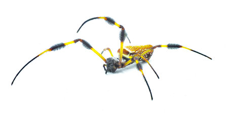 golden silk orb weaver or banana spider - Trichonephila clavipes - large adult female isolated on white background front face viewの写真素材