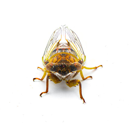 Scrub Cicada - Diceroprocta olympusa - Has the most extensive distribution of any cicada in Florida isolated on white background front face viewの写真素材