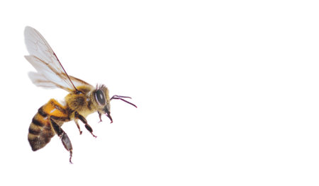 western honey bee or European honey bee - Apis mellifera - closeup side view in flight flying in mid air. isolated on white background. producer of honeyの素材