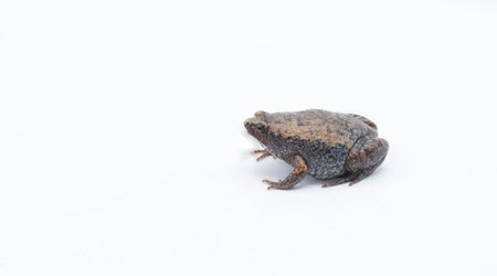 Gastrophryne carolinensis, the eastern narrow mouthed toad, is a species of frog. It is a small amphibian found in damp, shady habitats. Isolated on white background with copy spaceの写真素材