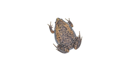 Gastrophryne carolinensis, the eastern narrow mouthed toad, is a species of frog. It is a small...