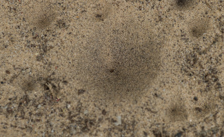 ant lion - larval form possibly myrmeleon immaculatus - view of cone shaped, conical, pit fall traps in Florida sugar sand.  small insect trapped in bottomの写真素材