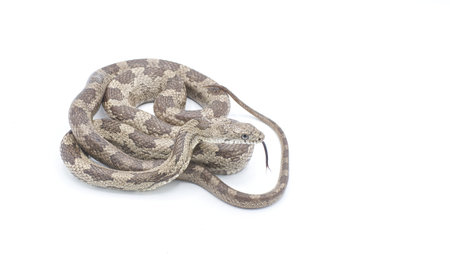 Eastern or gray ratsnake - Pantherophis spiloides or alleghaniensis is a nonvenomous constrictor...