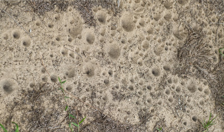 ant lion - larval form possibly myrmeleon immaculatus - view of cone shaped, conical, pit fall traps in Florida sugar sand.  small insect trapped in bottomの写真素材