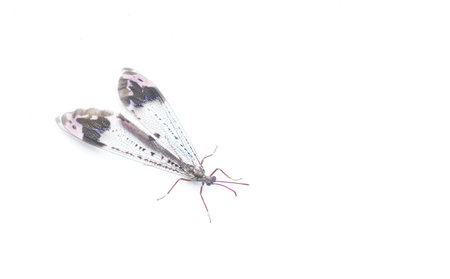 pleasing picture winged antlion ant lion, scientifically known as Glenurus gratus, is a type of antlion found in North America. Isolated on white background with copy spaceの写真素材