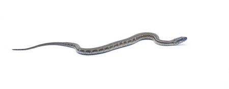 Gulf salt marsh snake - Nerodia clarkii - is a species of semi-aquatic, nonvenomous, colubrid snake found in the southeastern United States. Isolated on white background with copy spaceの写真素材