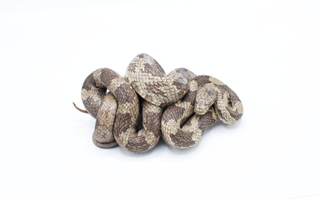Eastern or gray ratsnake - Pantherophis spiloides or alleghaniensis is a nonvenomous constrictor...