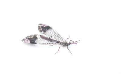 pleasing picture winged antlion ant lion, scientifically known as Glenurus gratus, is a type of antlion found in North America. Isolated on white background with copy spaceの写真素材